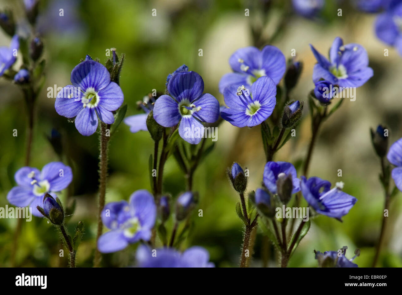 Leafless speedwell (Veronica aphylla), blooming, Switzerland Stock Photo