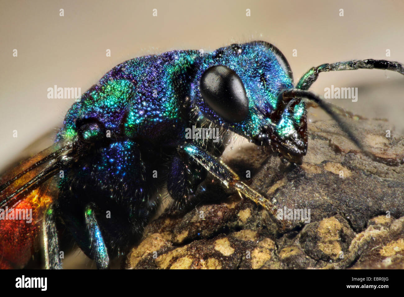 common gold wasp, ruby-tail, ruby-tailed wasp (Chrysis ignita), portrait, Germany Stock Photo