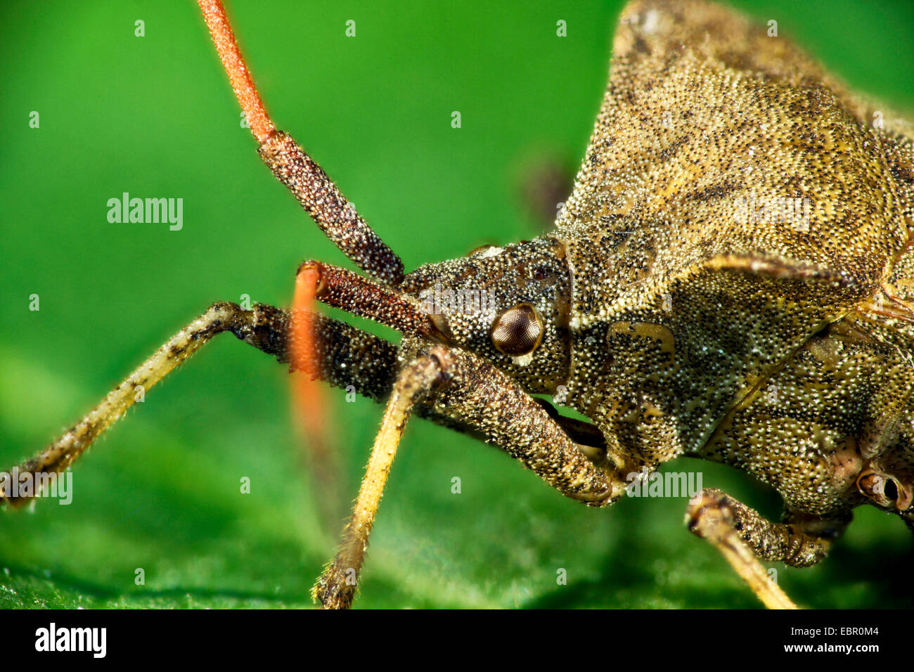 squash bug (Coreus marginatus, Mesocerus marginatus), portrait, Germany Stock Photo