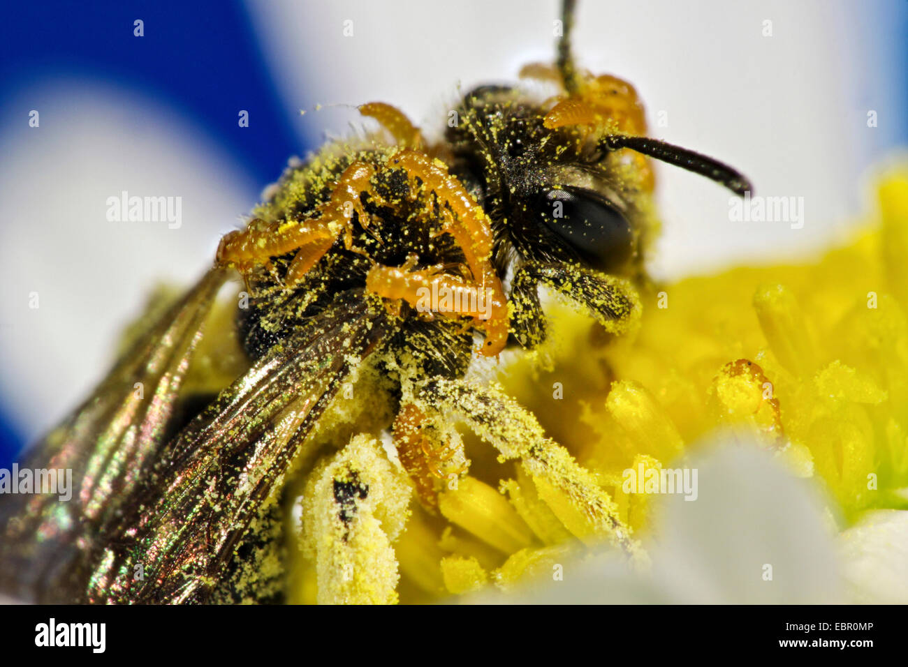 Oil beetle, Black oil beetle (Meloe proscarabaeus), larvae entering wild bee, Germany, Mecklenburg-Western Pomerania Stock Photo