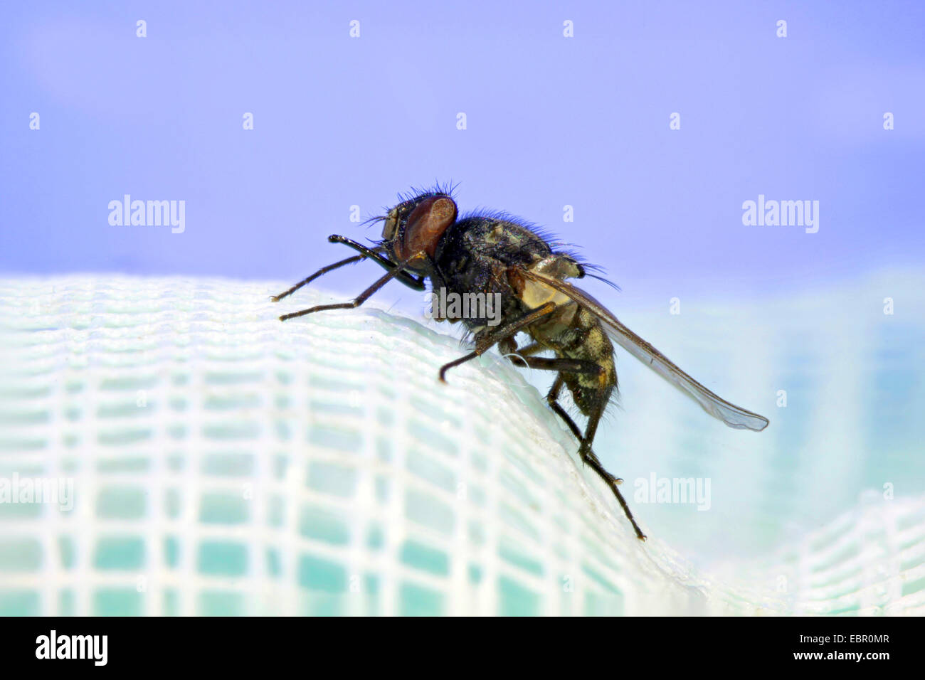 К чему снится мухи в помещение