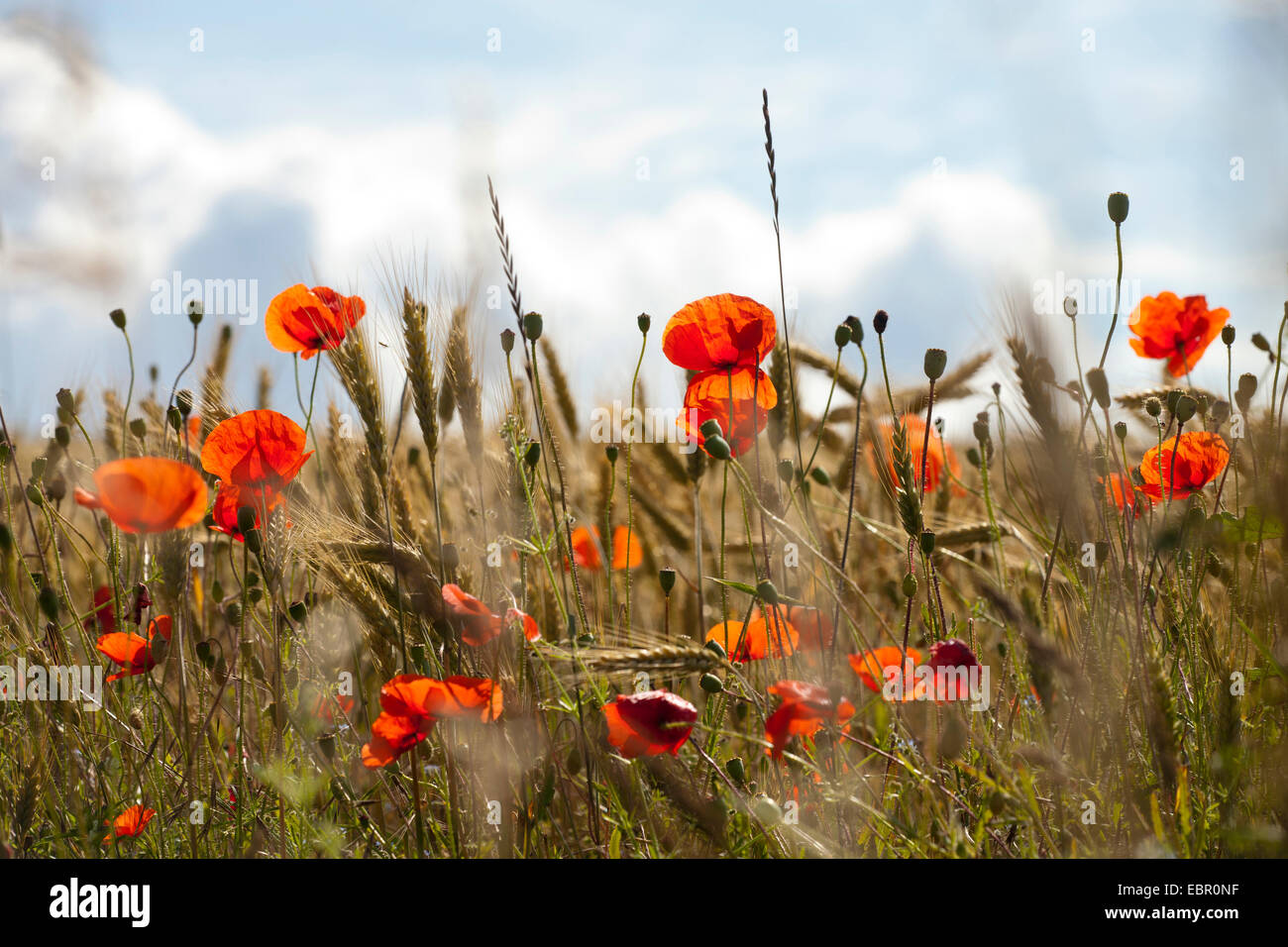 Common poppy, Corn poppy, Red poppy (Papaver rhoeas), poppy in a rye field, Germany, Thuringia, Rhoen, Hohe Geba Stock Photo