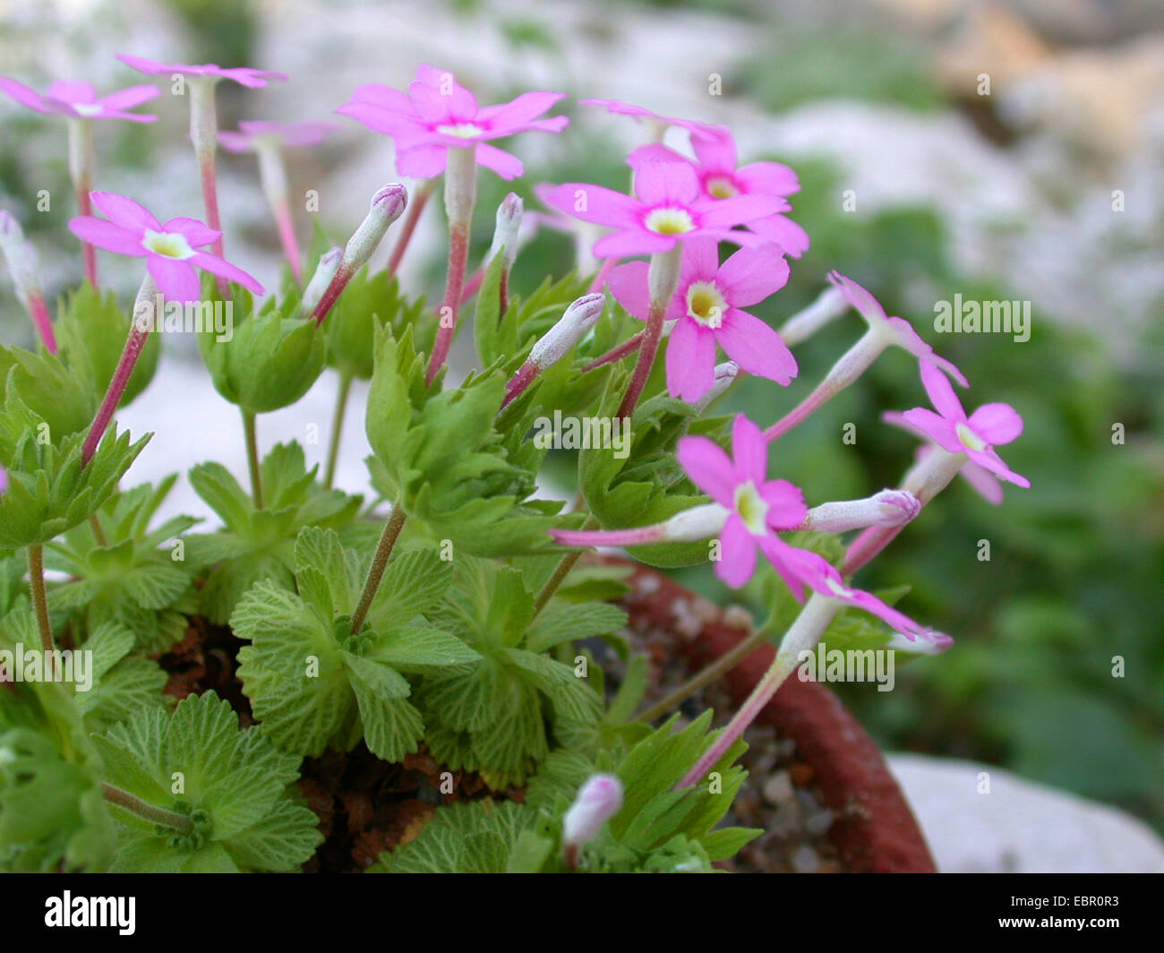 Dionysia involucrata (Dionysia involucrata), blooming Stock Photo