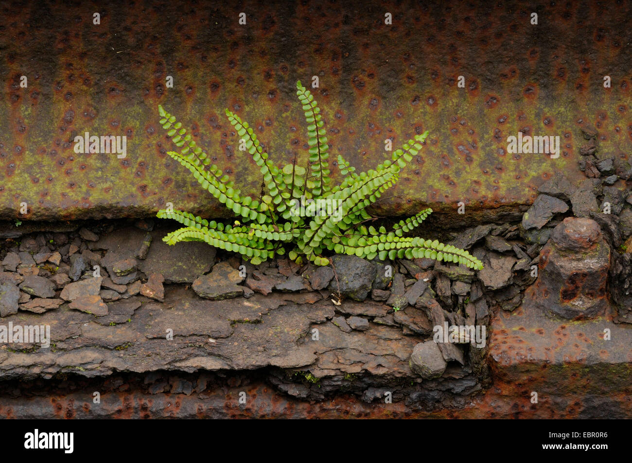 Maidenhair spleenwort, Common maidenhair (Asplenium trichomanes), on a railway area, Germany, North Rhine-Westphalia Stock Photo