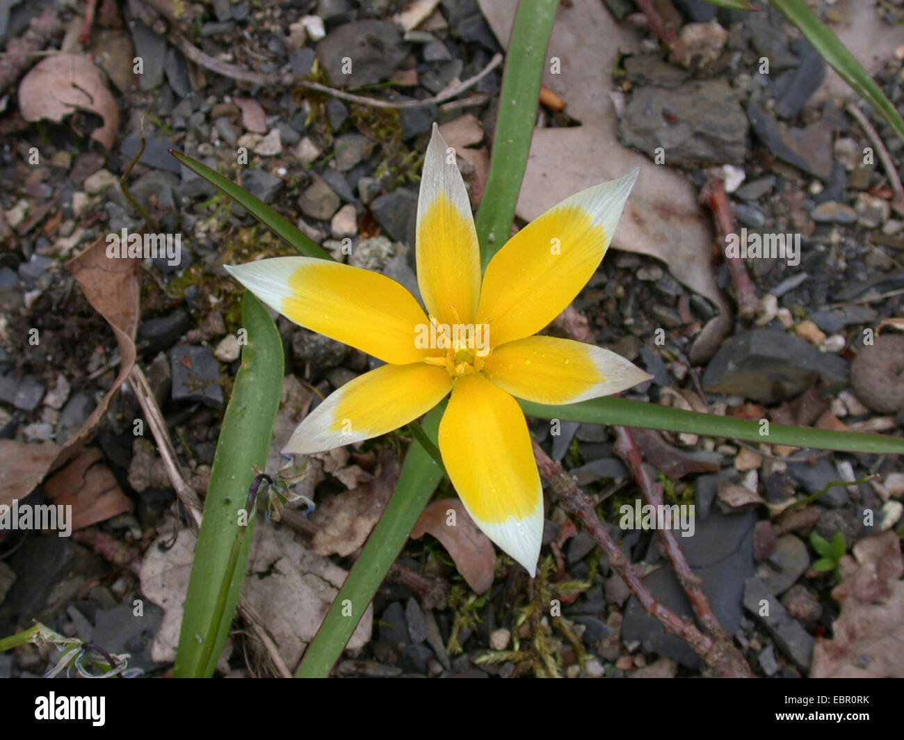 Late tulip, Tarda tulip (Tulipa tarda), flower Stock Photo