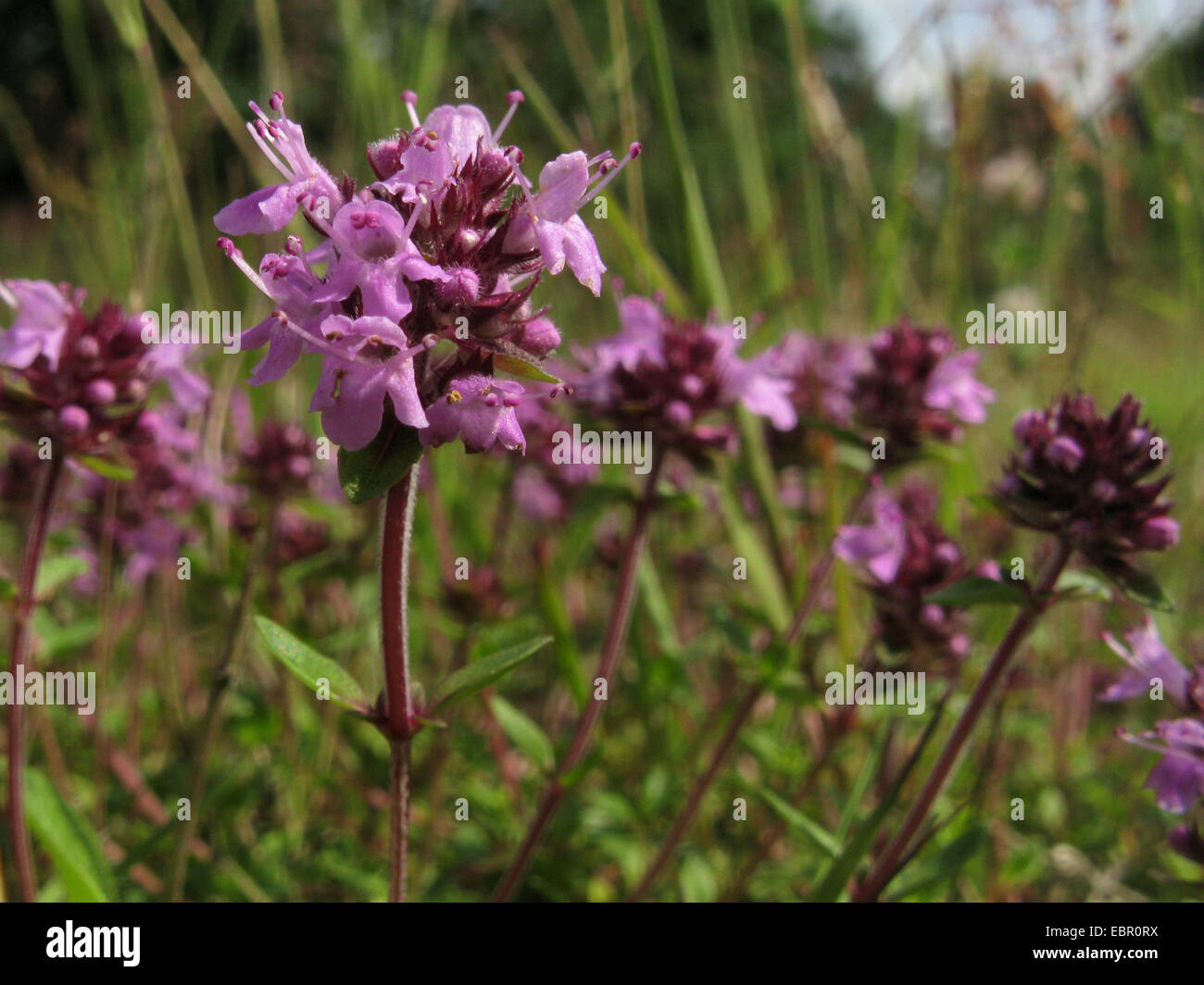 large thyme, large wild thyme, mother of thyme, lemmon thyme (Thymus