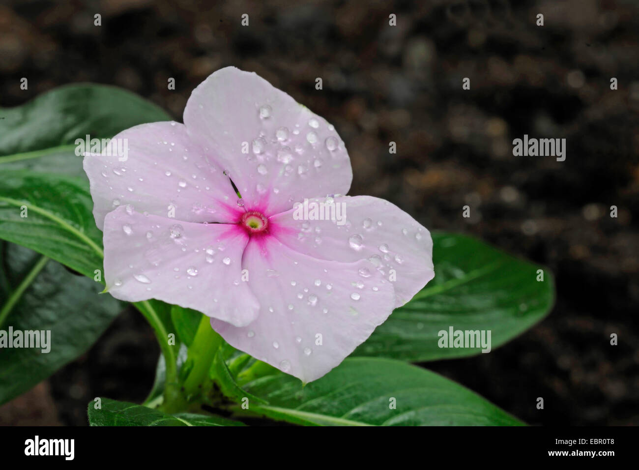 Rose periwinkle, common periwinkle, Madagascar periwinkle (Catharanthus roseus, Vinca rosea), flower with water drops Stock Photo