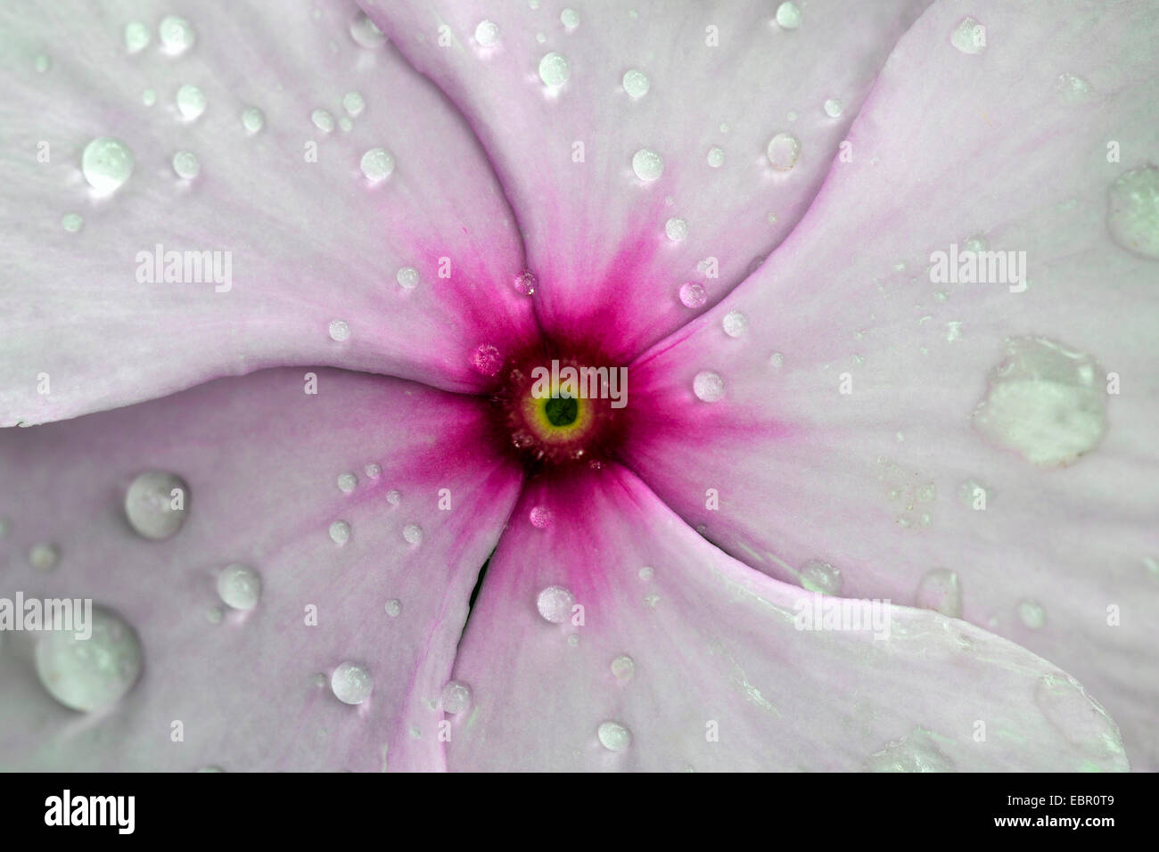 Rose periwinkle, common periwinkle, Madagascar periwinkle (Catharanthus roseus, Vinca rosea), flower with water drops, detail Stock Photo