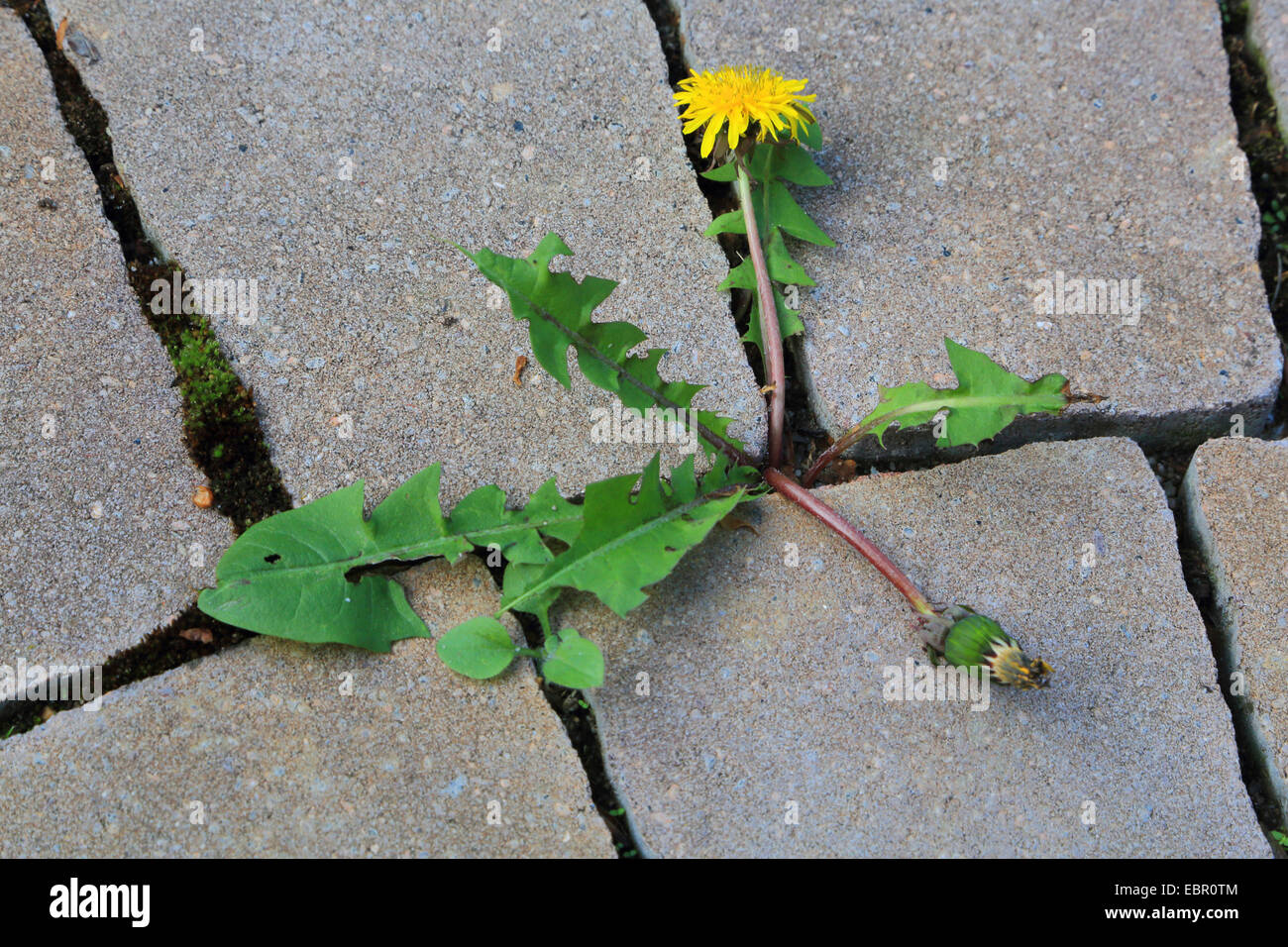 common dandelion (Taraxacum officinale), between paving stones, Germany Stock Photo