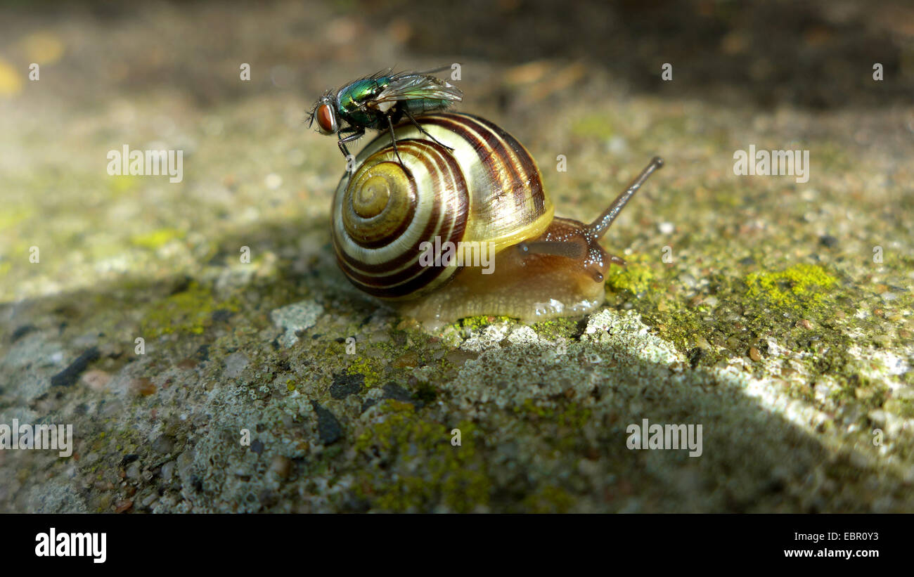 Whitelip gardensnail, Whitelipped snail, Garden snail, Smaller banded snail (Cepaea hortensis