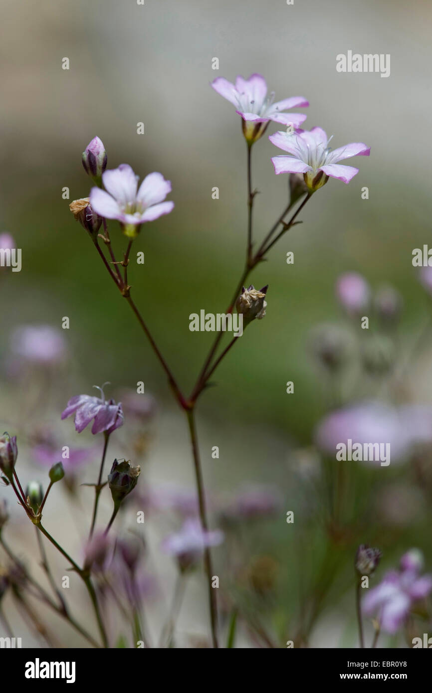 Creeping baby's breath, Alpine Gypsophila (Gypsophila repens), blooming