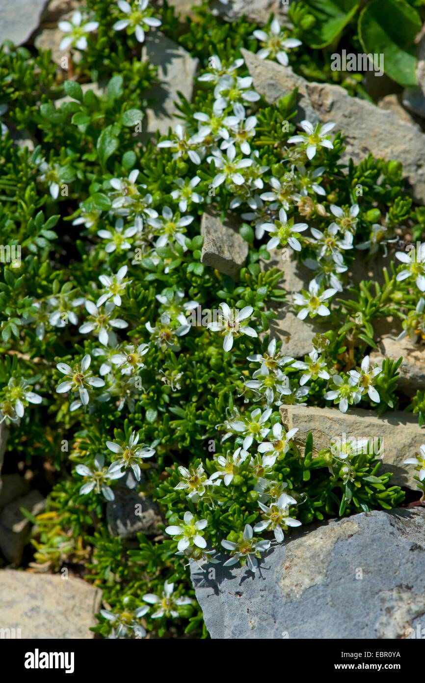 Creeping sandwort (Moehringia ciliata), blooming, Switzerland, Schynige Platte Stock Photo