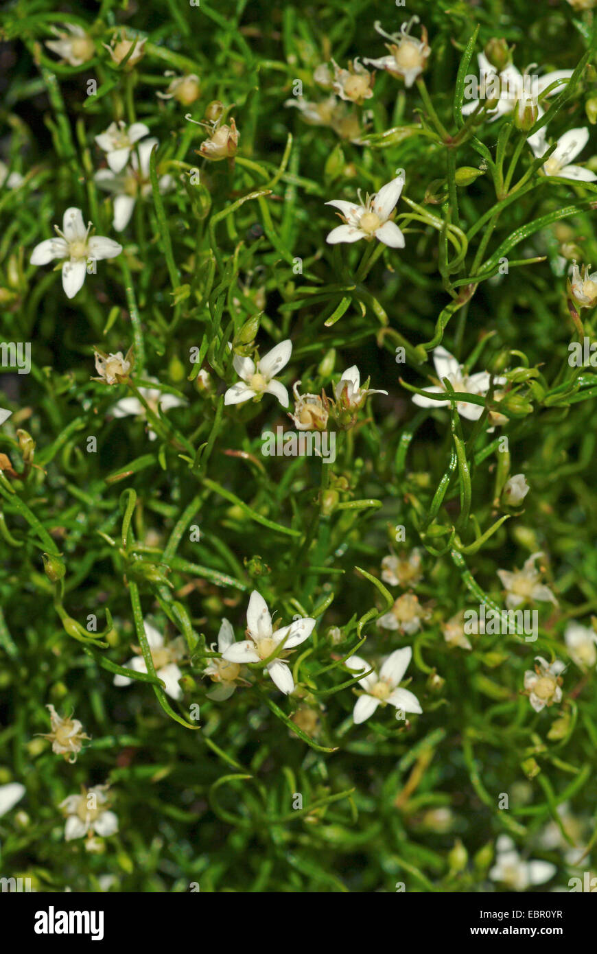 Mossy sandwort (Moehringia muscosa), blooming, Germany Stock Photo