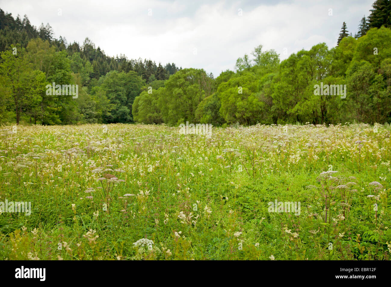 Cow parsnip, Common Hogweed, Hogweed, American cow-parsnip (Heracleum sphondylium), dicots in meadow, Germany, Rhineland-Palatinate, Niederfischbach Stock Photo