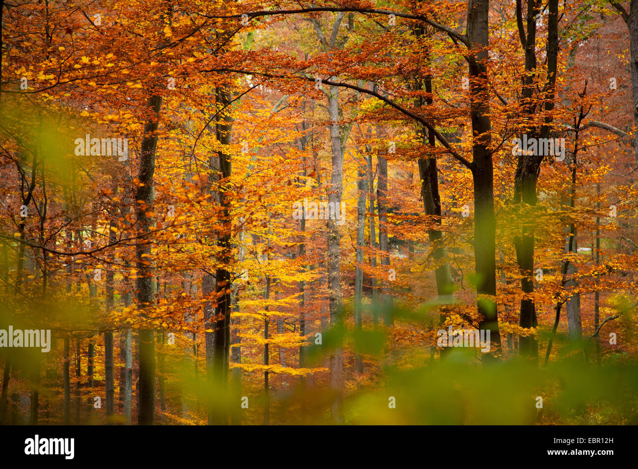 common beech (Fagus sylvatica), mixed forest with beeches in autumn, Germany, Rhineland-Palatinate Stock Photo