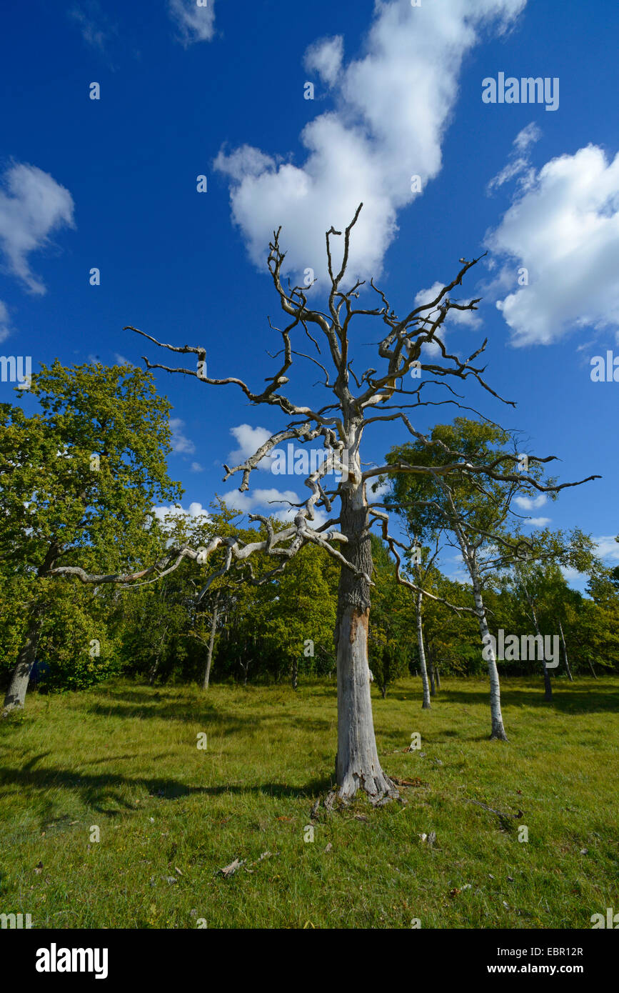 oak (Quercus spec.), dead oak with breeding hole of woodpeckers on Gotland, Sweden, Oeland Stock Photo