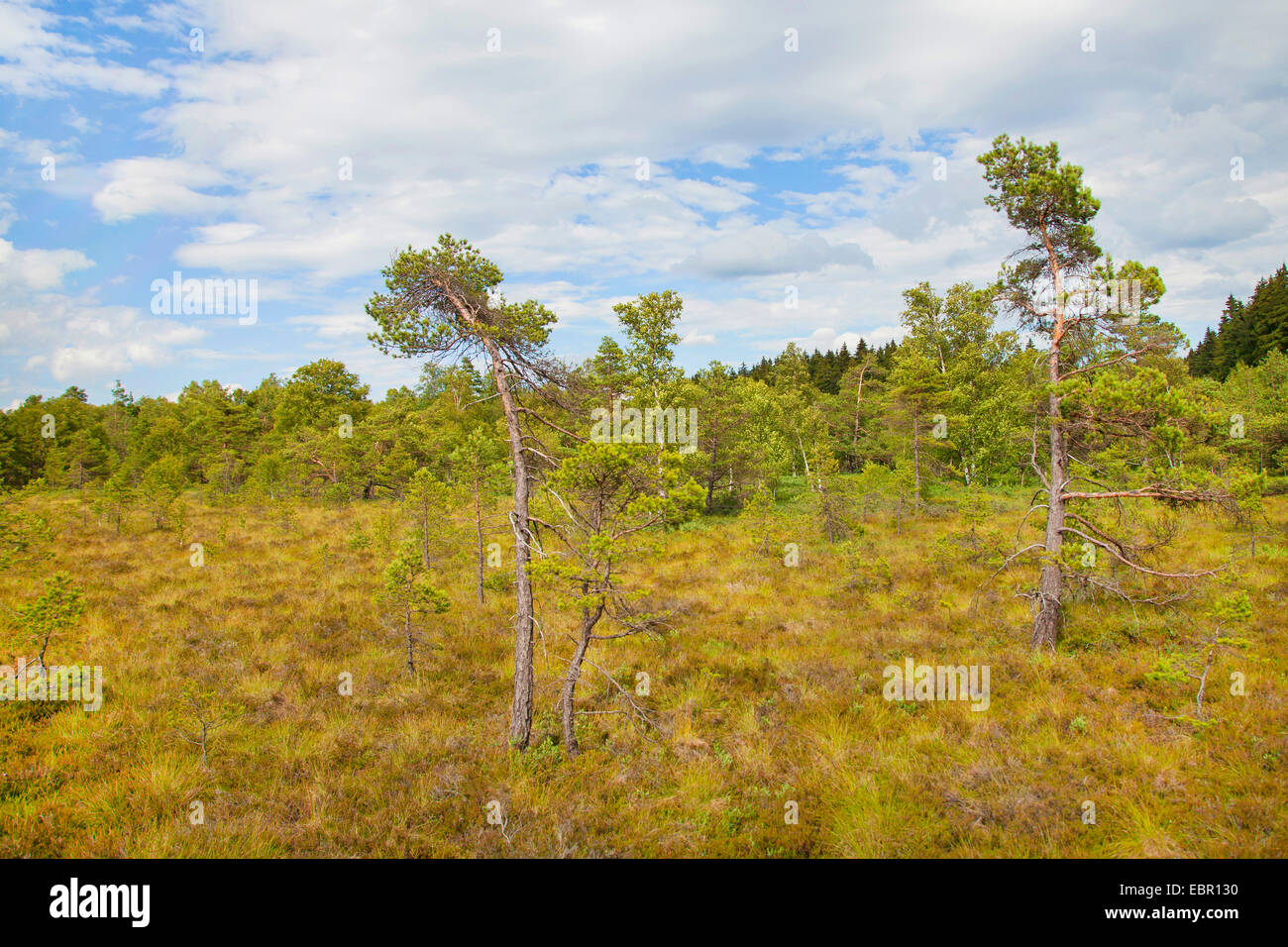 Scotch pine, Scots pine (Pinus sylvestris), Schwarzes Moor bog and scotch pines, Germany, Thueringen, Rhoen Stock Photo