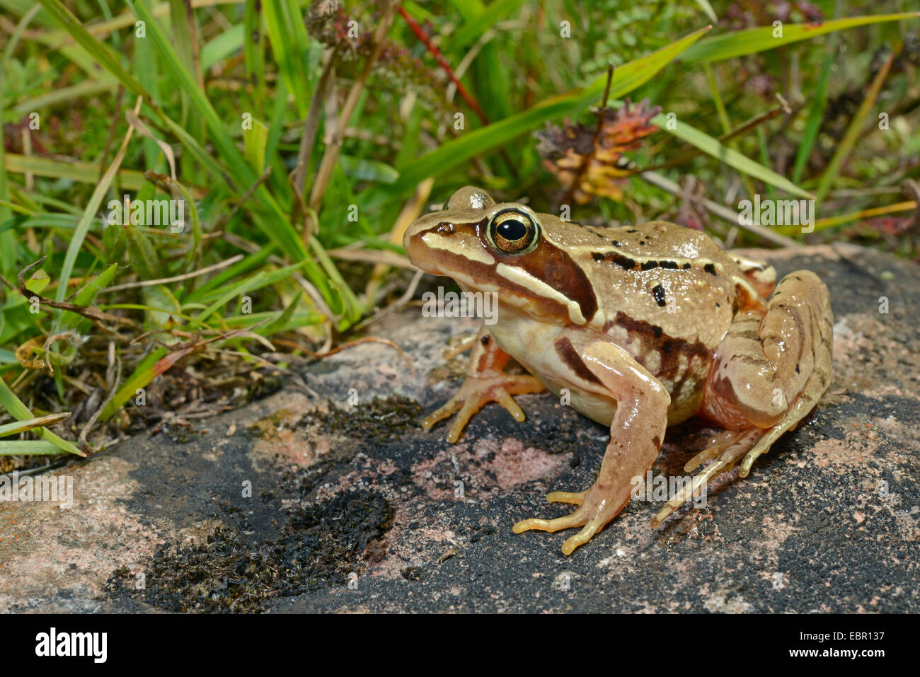 moor frog (Rana arvalis), sits on a stone, Sweden, Oeland, Mysinge Naturreservat und Gynge Naturreservat Stock Photo