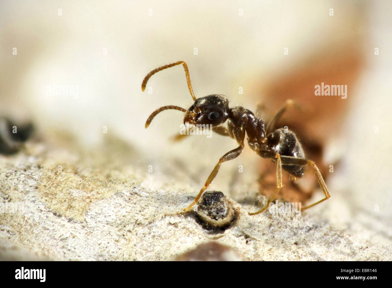 ant (Lasius neglectus), invasive ants from Asia, Germany Stock Photo