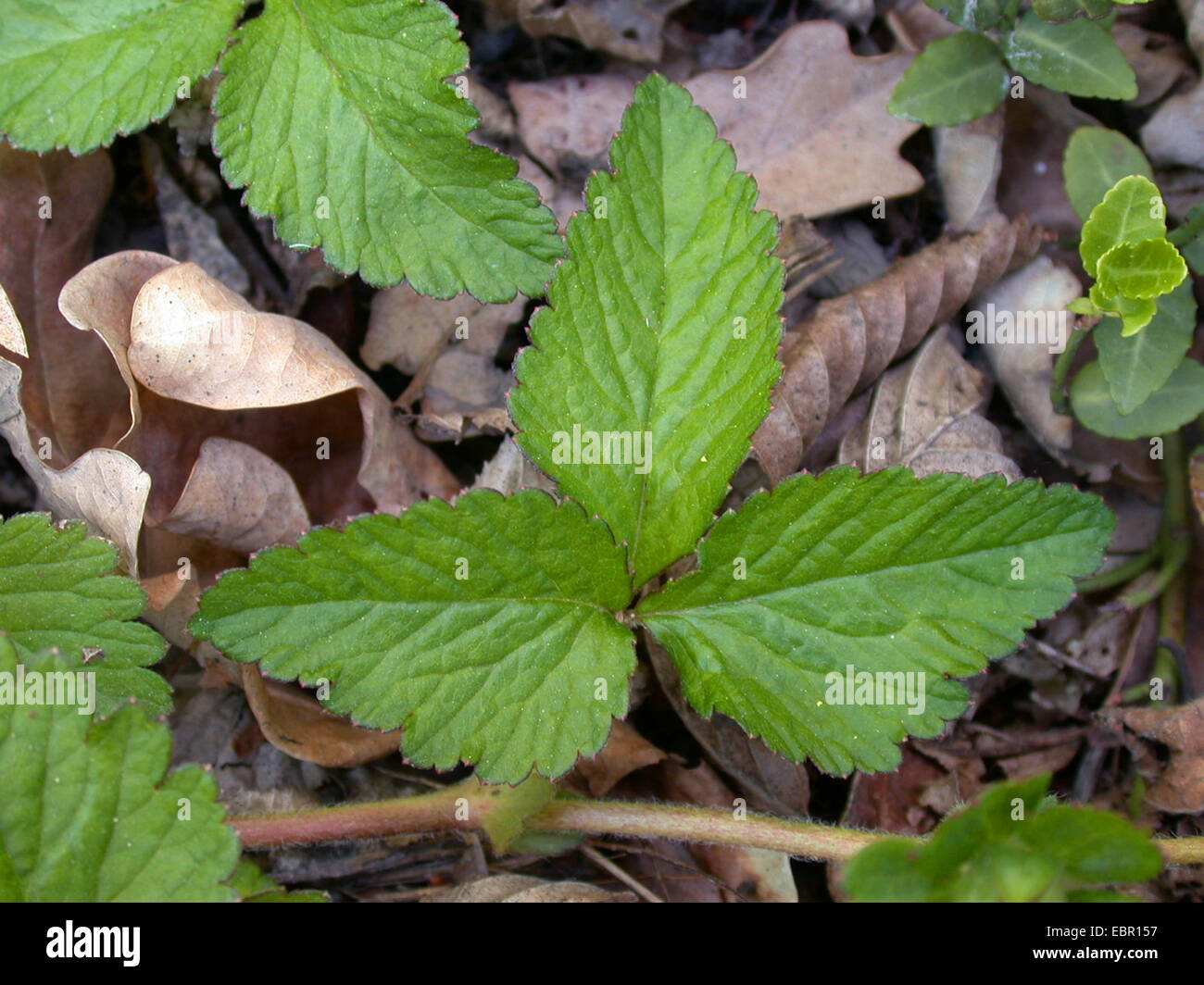 Indian strawberry, false strawberry, Indian mock-strawberry (Duchesnea indica, Potentilla indica), leaf, Germany Stock Photo