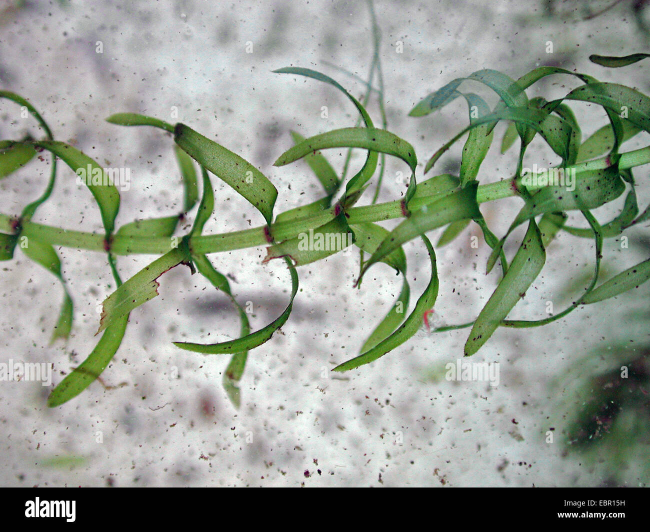 Nuttall waterweed, Western waterweed (Elodea nuttallii), sprout, Germany Stock Photo