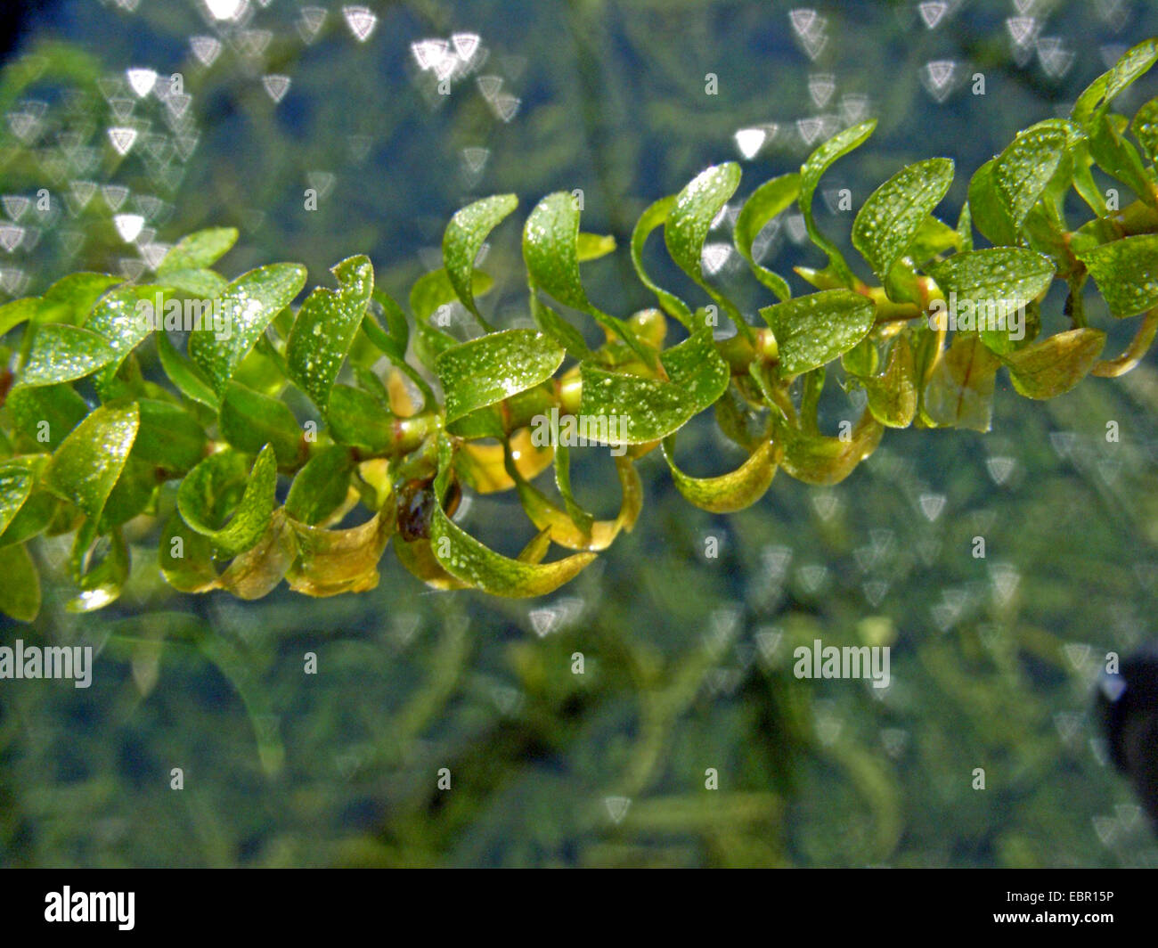 Canadian waterweed, common elodea, broad waterweed (Elodea canadensis), sprout, Germany Stock Photo