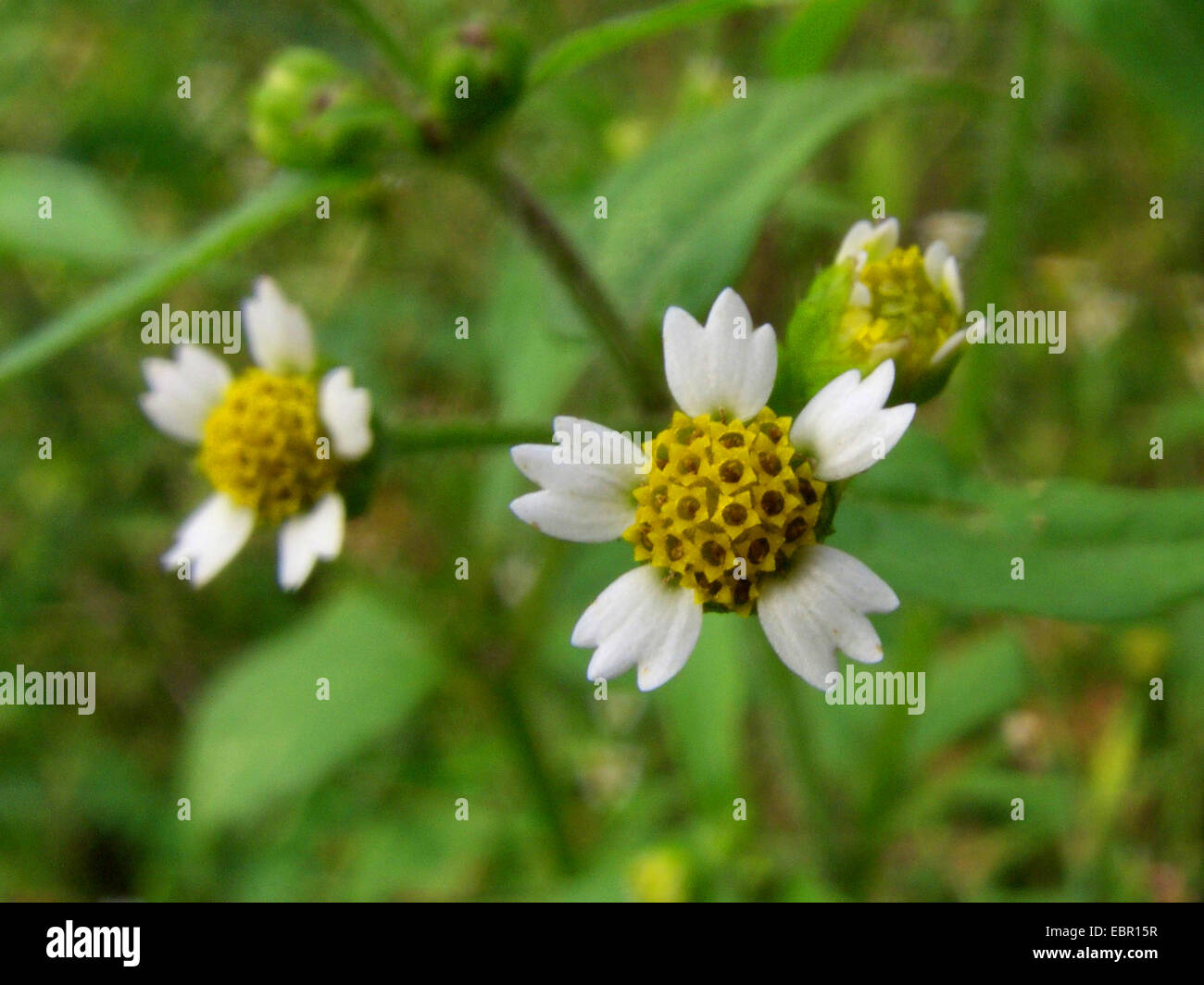 Shaggy soldier, Hairy galinsoga (Galinsoga ciliata), blooming, Germany Stock Photo