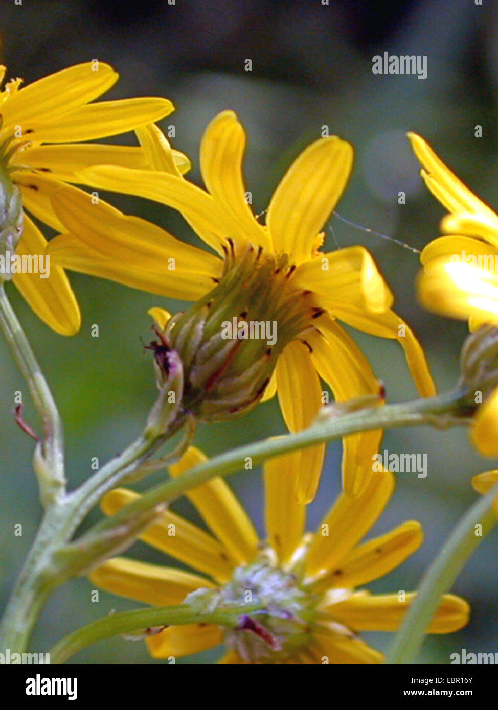 Narrow-Leaved Ragwort (Senecio inaequidens), flowers, Germany Stock Photo