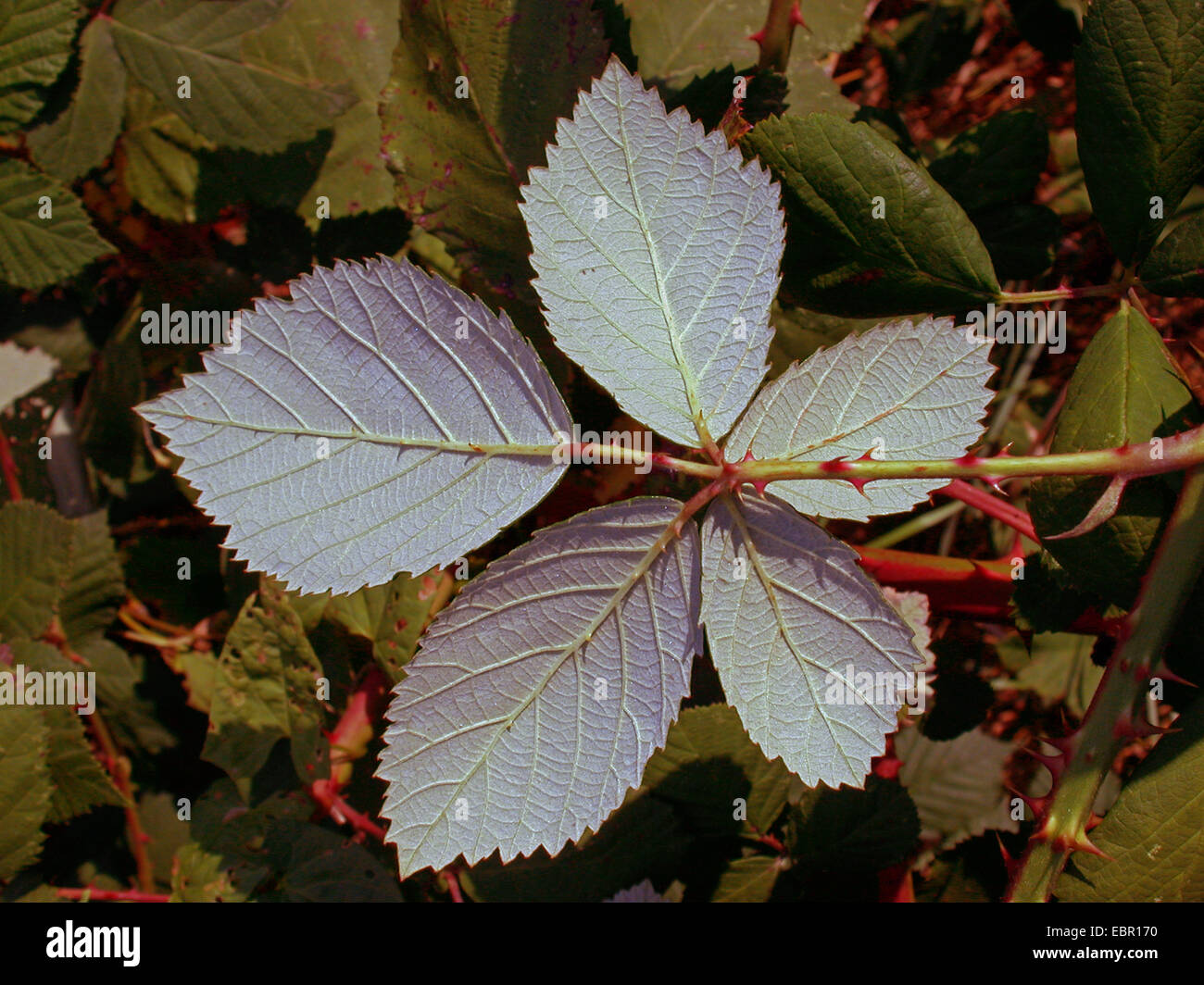 Armenian blackberry (Rubus armeniacus), leaf, underside, Germany Stock Photo