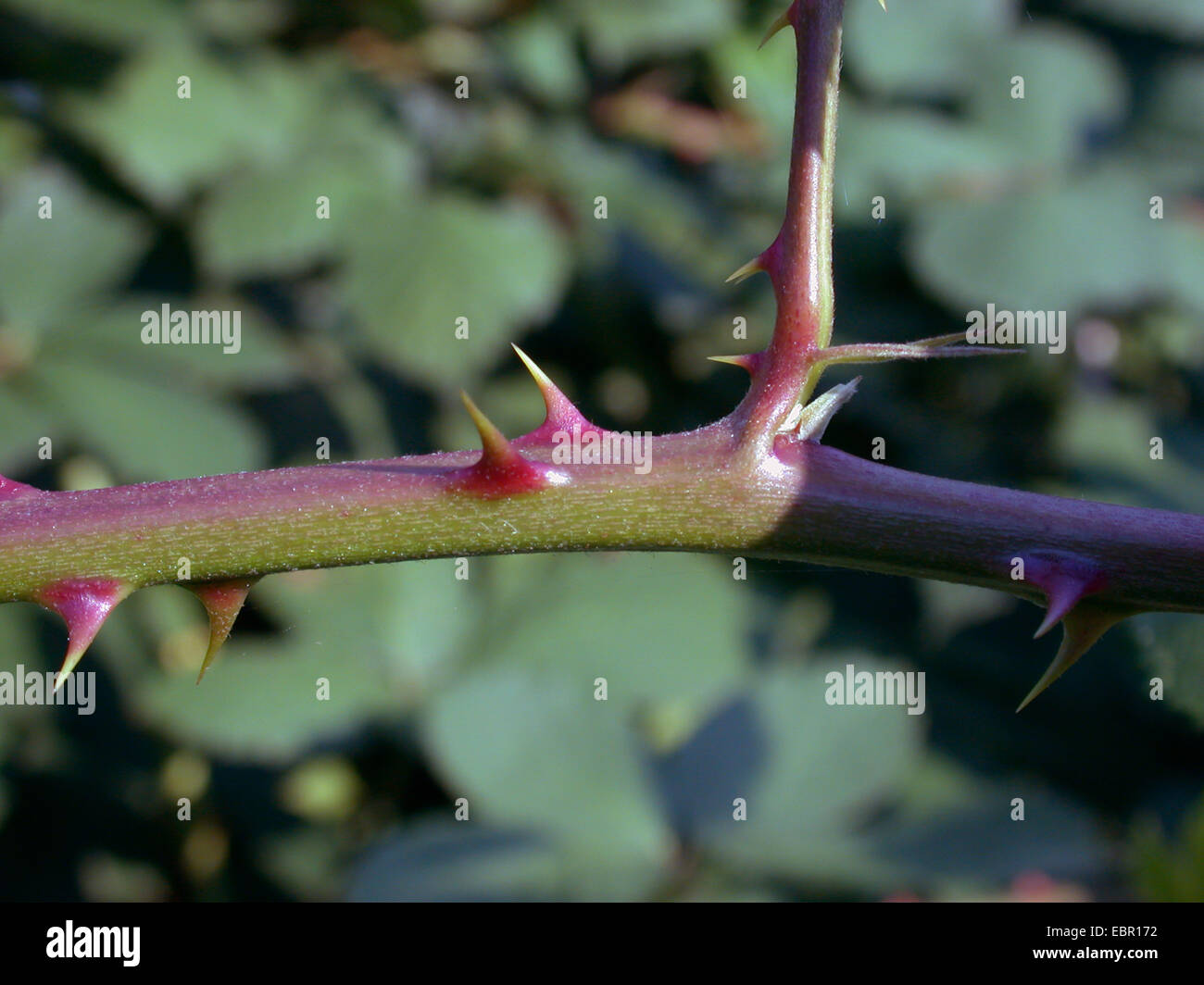 Armenian blackberry (Rubus armeniacus), branch with prickles, Germany Stock Photo