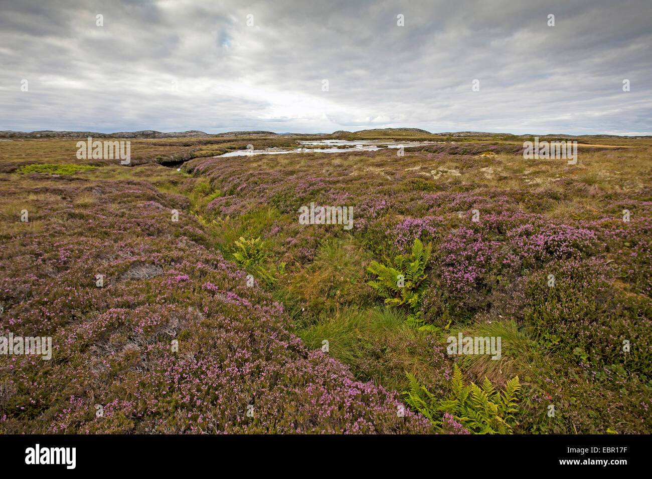 Common Heather, Ling, Heather (Calluna vulgaris), blooming at the edge of a mire, Norway, Hitra Stock Photo