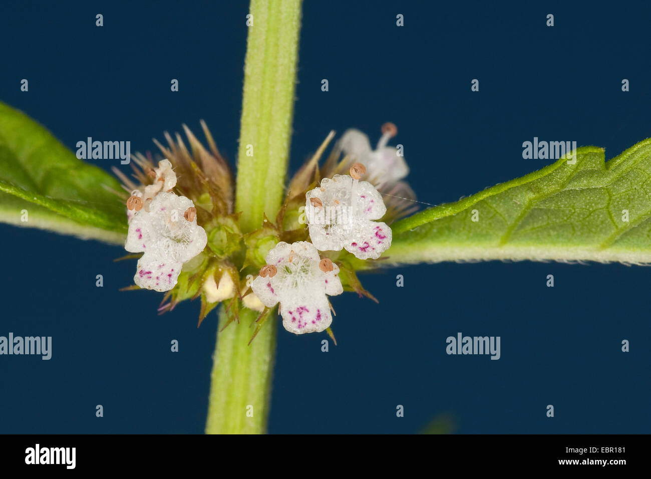European bugleweed, gypsywort, gipsywort (Lycopus europaeus), whorl of flowers, Germany Stock Photo