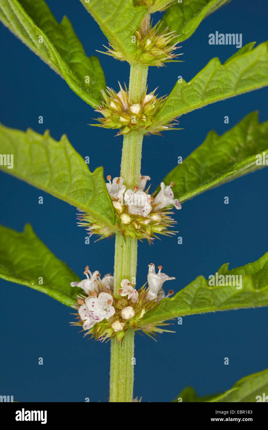 European bugleweed, gypsywort, gipsywort (Lycopus europaeus), blooming, Germany Stock Photo