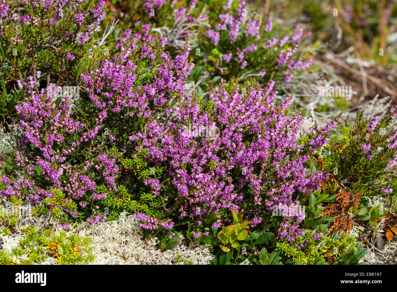 Common Heather, Ling, Heather (Calluna vulgaris), blooming, Norway, Hitra Stock Photo