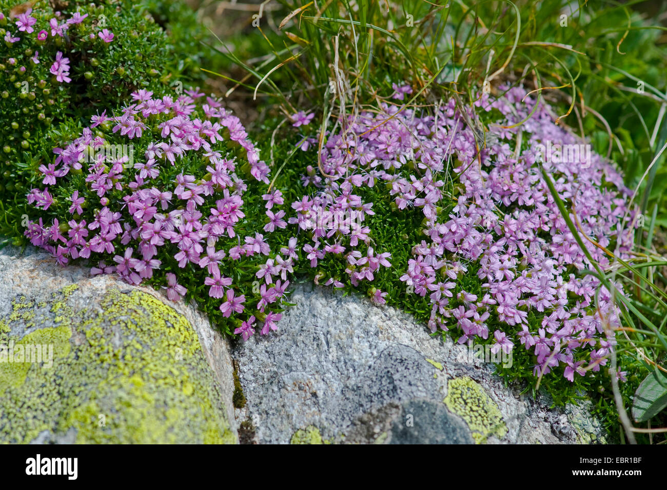 Moss Campion (Silene exscapa), blooming, Switzerland, Sustenpass Stock Photo