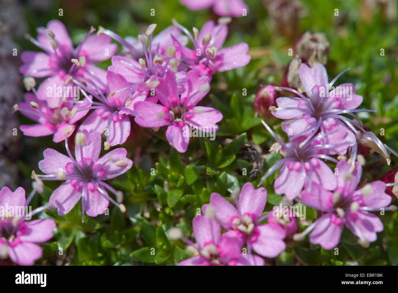 Moss Campion (Silene exscapa), blooming, Switzerland, Sustenpass Stock Photo