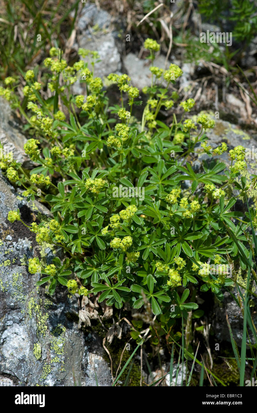 alpine lady's mantle (Alchemilla alpina), blooming, Switzerland Stock Photo