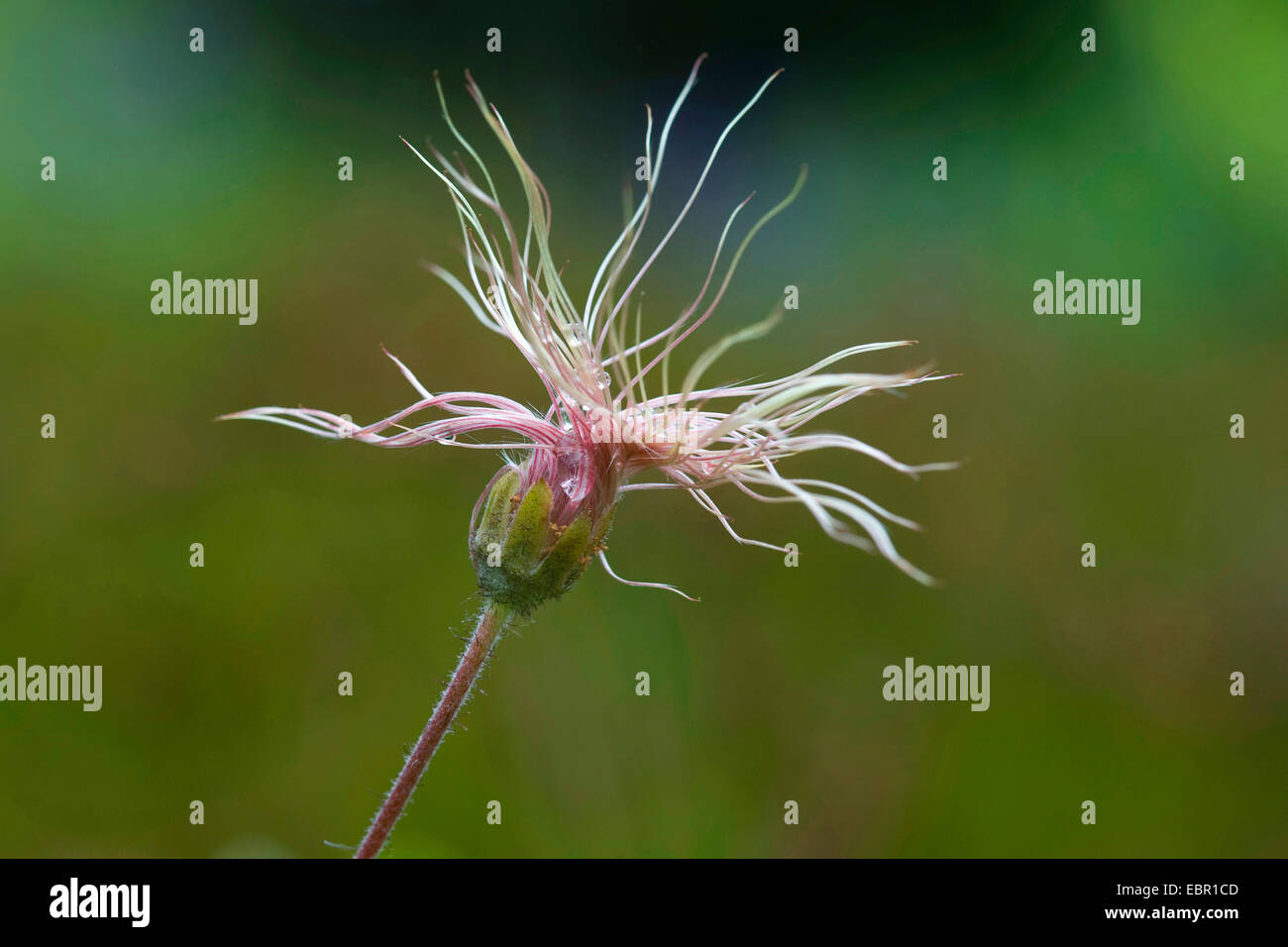 mountain avens (Dryas octopetala), fruiting, Germany Stock Photo