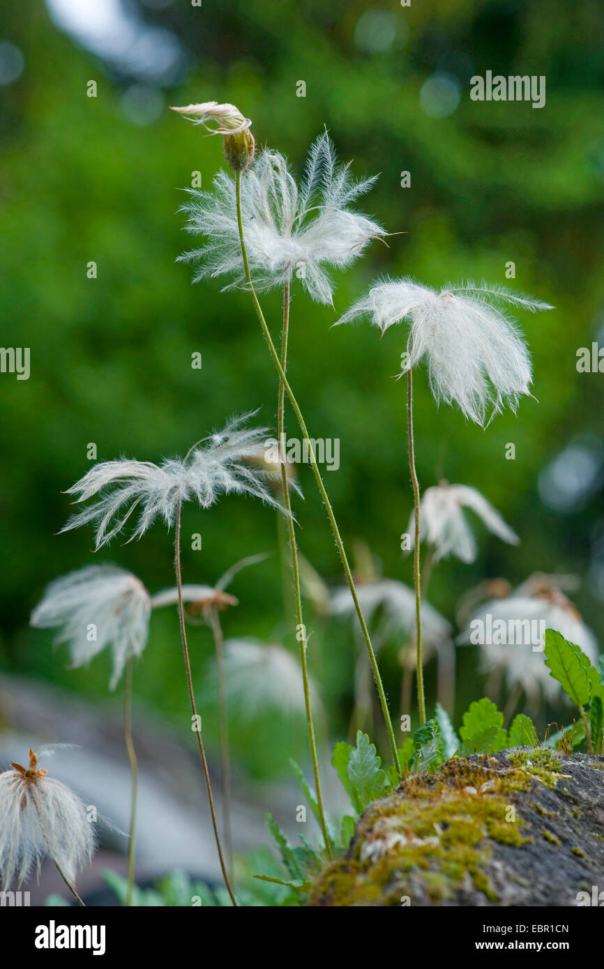 mountain avens (Dryas octopetala), fruiting, Germany Stock Photo