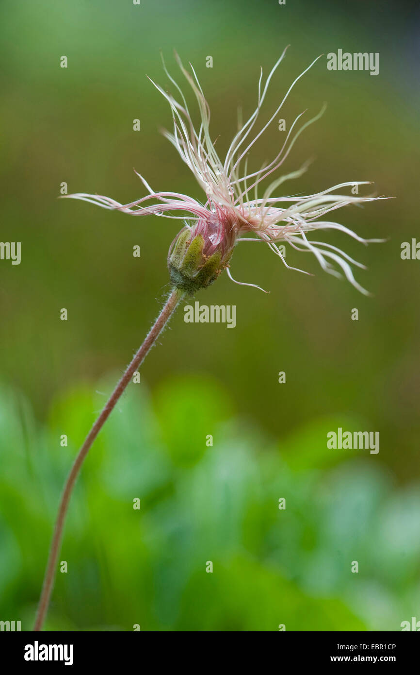 mountain avens (Dryas octopetala), fruiting, Germany Stock Photo