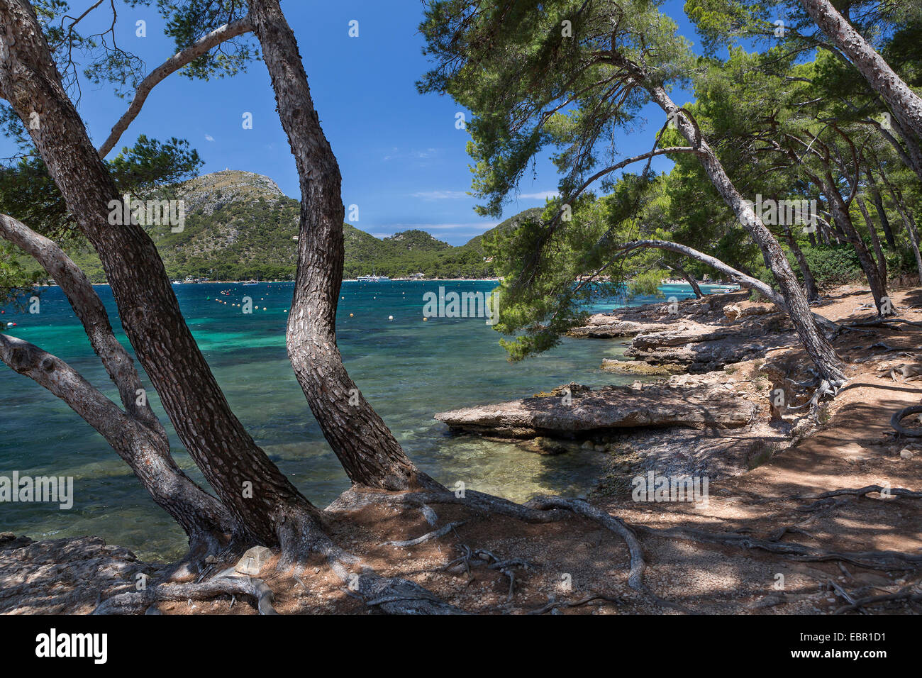 Playa formentor (Platja  Formentor) near by Port de Pollenca (Puerto Pollensa) Stock Photo