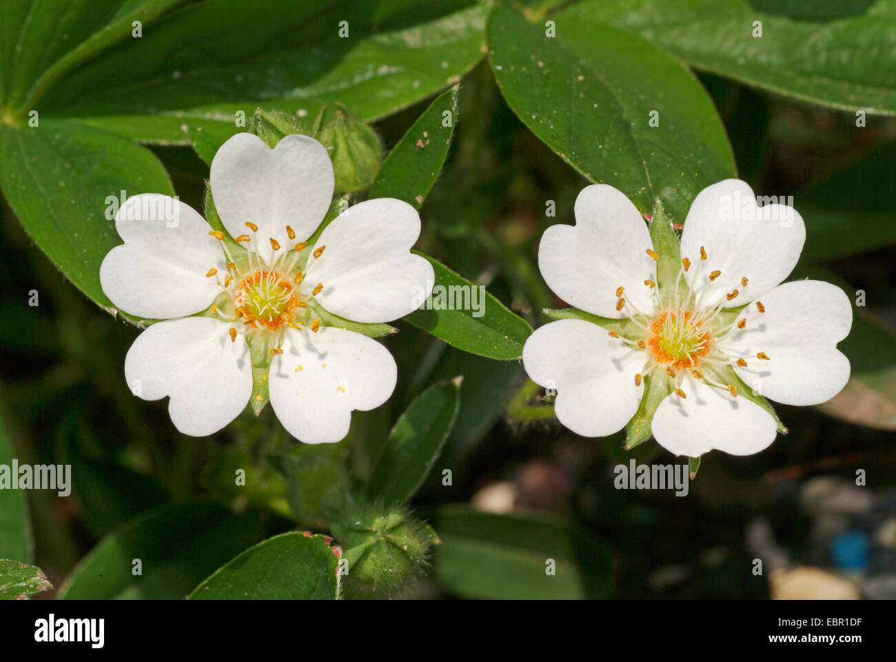 White Cinquefoil (Potentilla alba), flowers, Germany Stock Photo