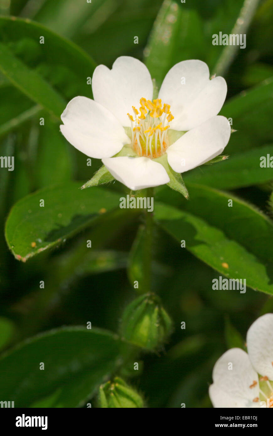 White Cinquefoil (Potentilla alba), flower, Germany Stock Photo
