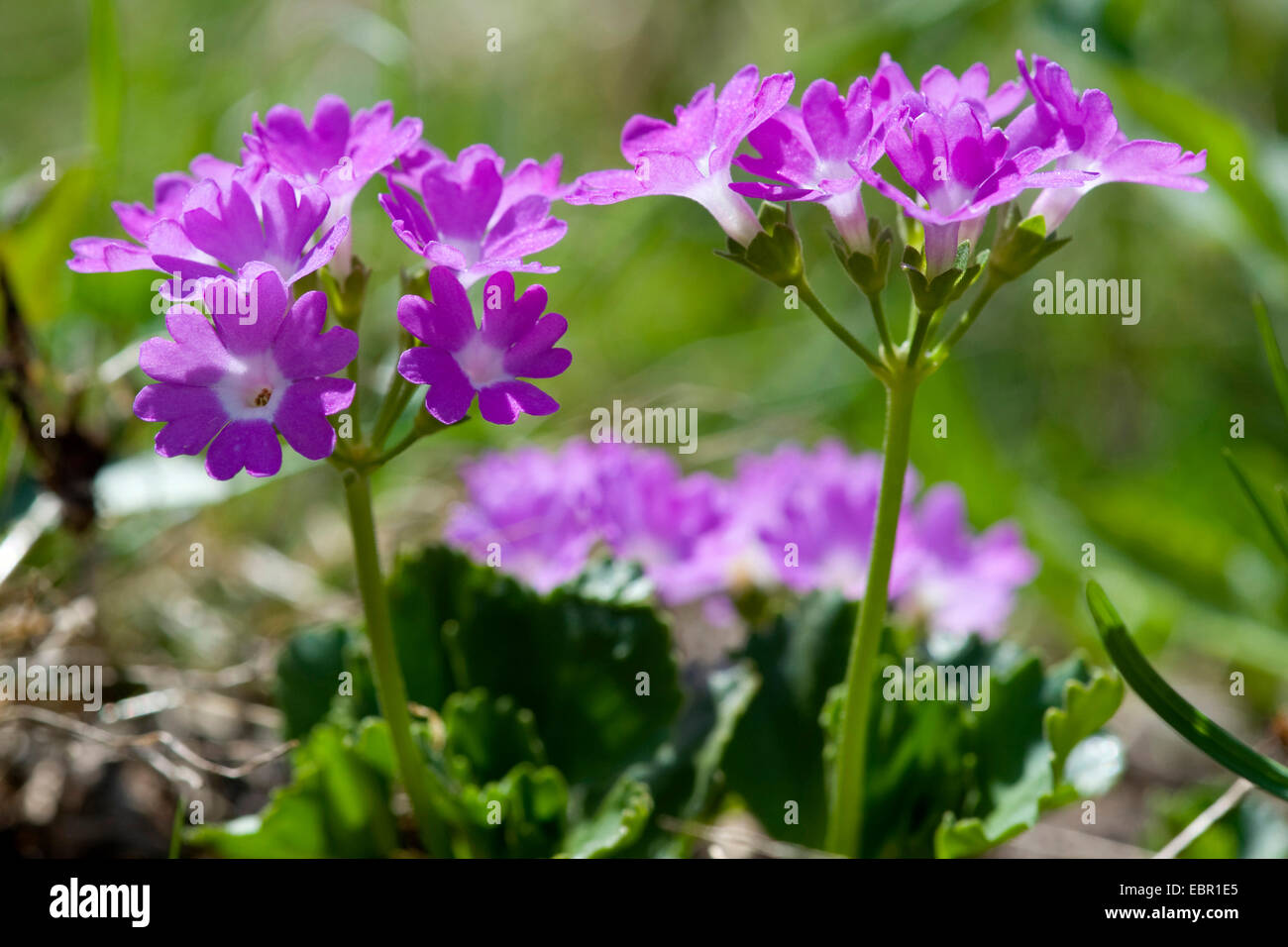Stinking Primerose (Primula hirsuta), blooming, Switzerland Stock Photo