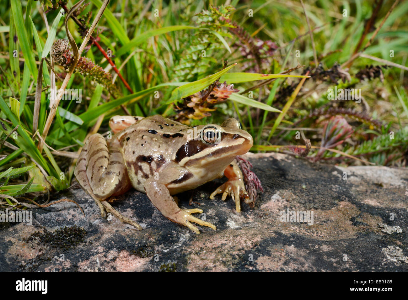 moor frog (Rana arvalis), sits on a stone, Sweden, Oeland, Mysinge Naturreservat und Gynge Naturreservat Stock Photo