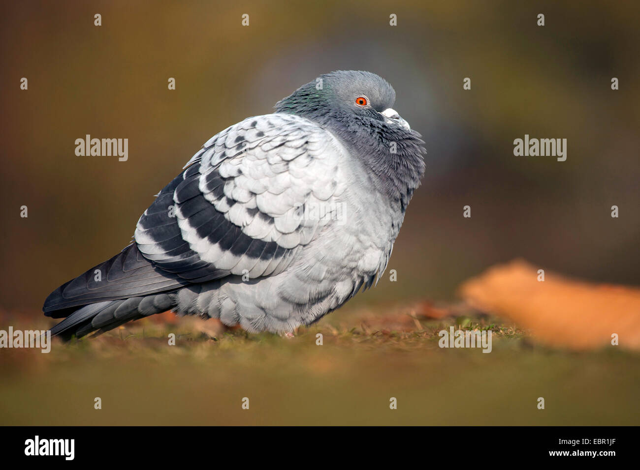 domestic pigeon (Columba livia f. domestica), fluffing up, Germany, Rhineland-Palatinate Stock Photo