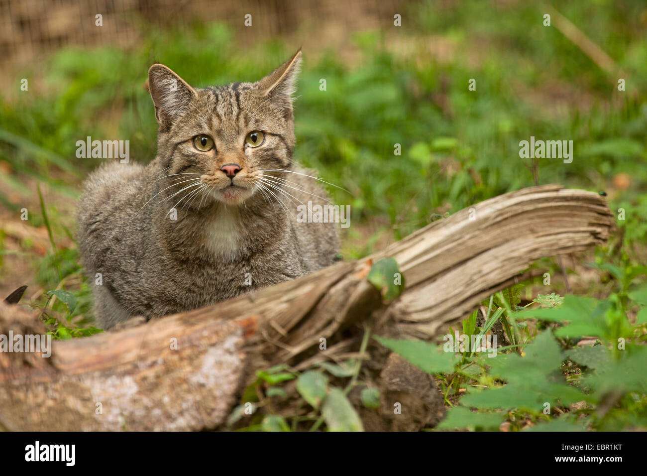 European wildcat, forest wildcat (Felis silvestris silvestris), squating on dead wood, Germany, Rhineland-Palatinate Stock Photo