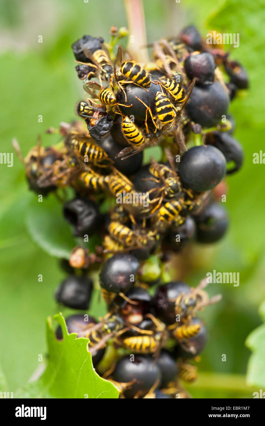 vespid wasps, social wasps (hornets & yellowjackets & potter wasps & paper wasps) (Vesperidae, Vespidae), wasps at black grapes, Germany, Rhineland-Palatinate Stock Photo