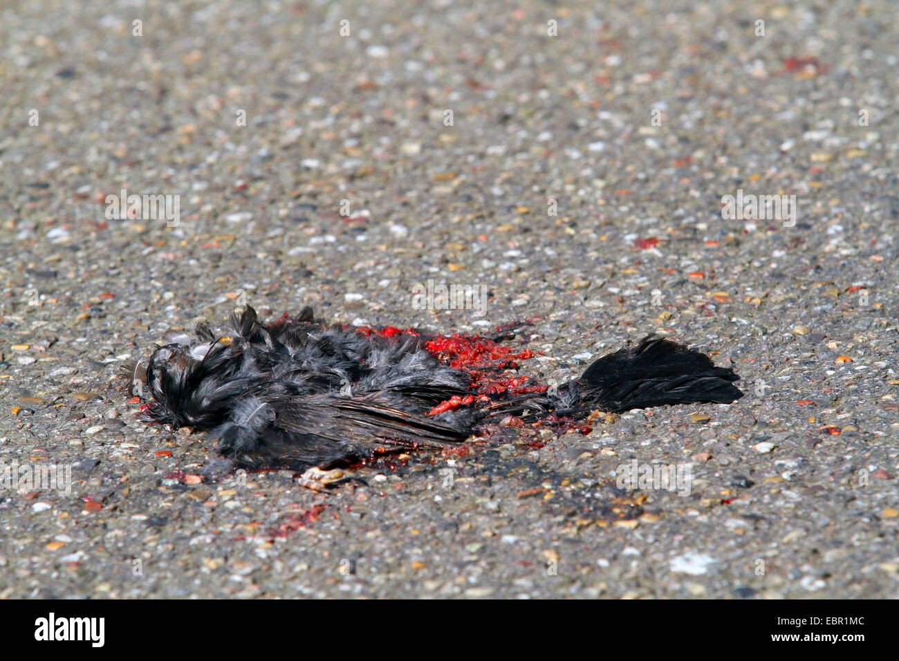 blackbird (Turdus merula), run over by a car, Germany Stock Photo