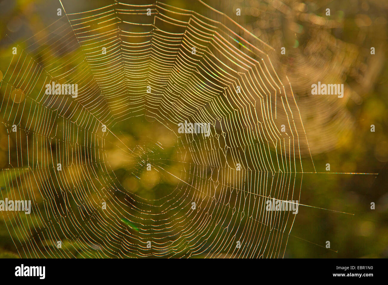 spider web, Germany, Rhineland-Palatinate Stock Photo